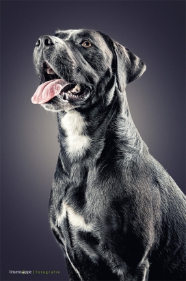 Dog Portraits宠物狗狗肖像-德国杜伊斯堡Daniel Sadlowski摄影师作品