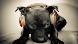 戴耳麦听音乐的宠物狗