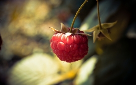 高清晰一颗挂在树枝上的野草莓