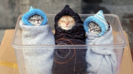 三只被毛线包裹的小猫