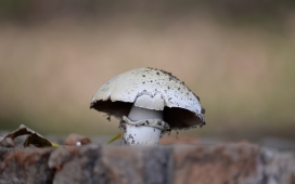高清晰蘑菇菌类植物