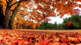 高清晰地毯式秋天落叶风景壁纸
