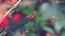 秋的印象-红色小樱桃水果壁纸