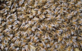一堆蜜蜂