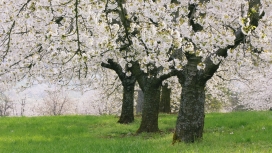 高清晰Spring春天气息自然壁纸-草地与大树