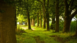 高清晰漂亮的Trees翠绿森林树木壁纸