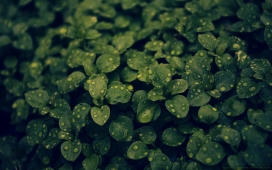 呼吸的生活-高清晰带水珠的绿色叶子壁纸