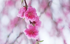 高清晰粉红樱桃花微距摄影