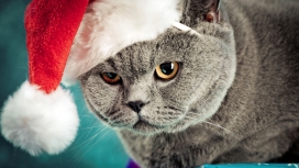 高清晰戴圣诞帽子的宠物猫壁纸