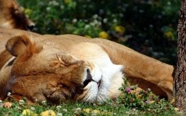 高清晰沉睡的狮子壁纸