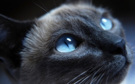 高清晰蓝眼睛的猫