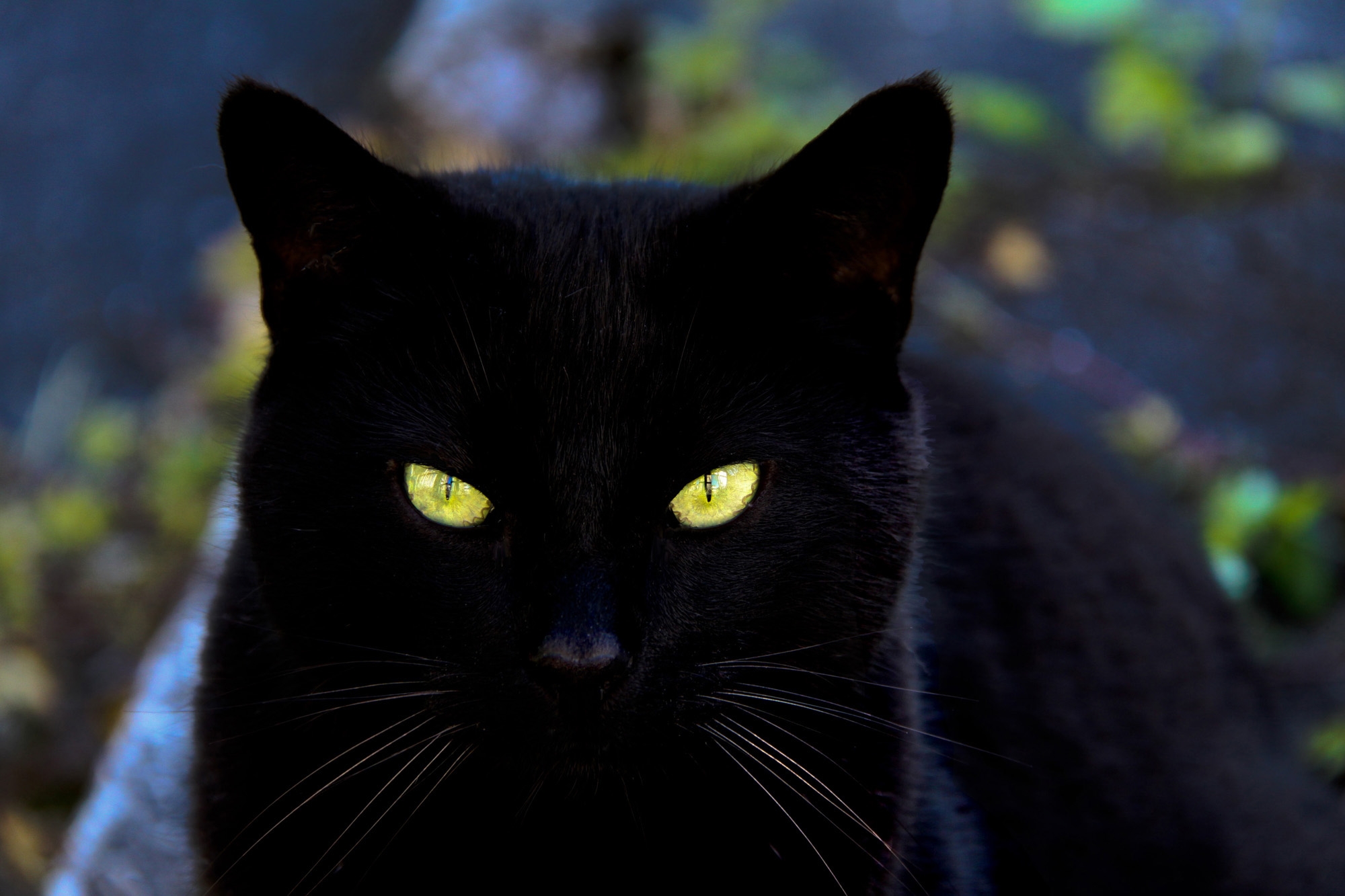 猫眼睛壁纸 黑色图片