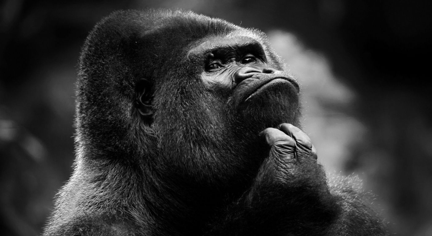 大猩猩图片大全黑白图片