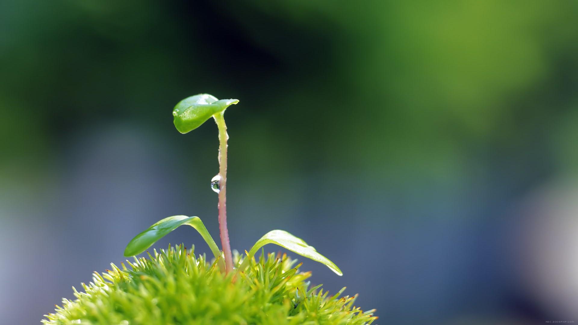 高清晰脆嫩绿芽植物壁纸