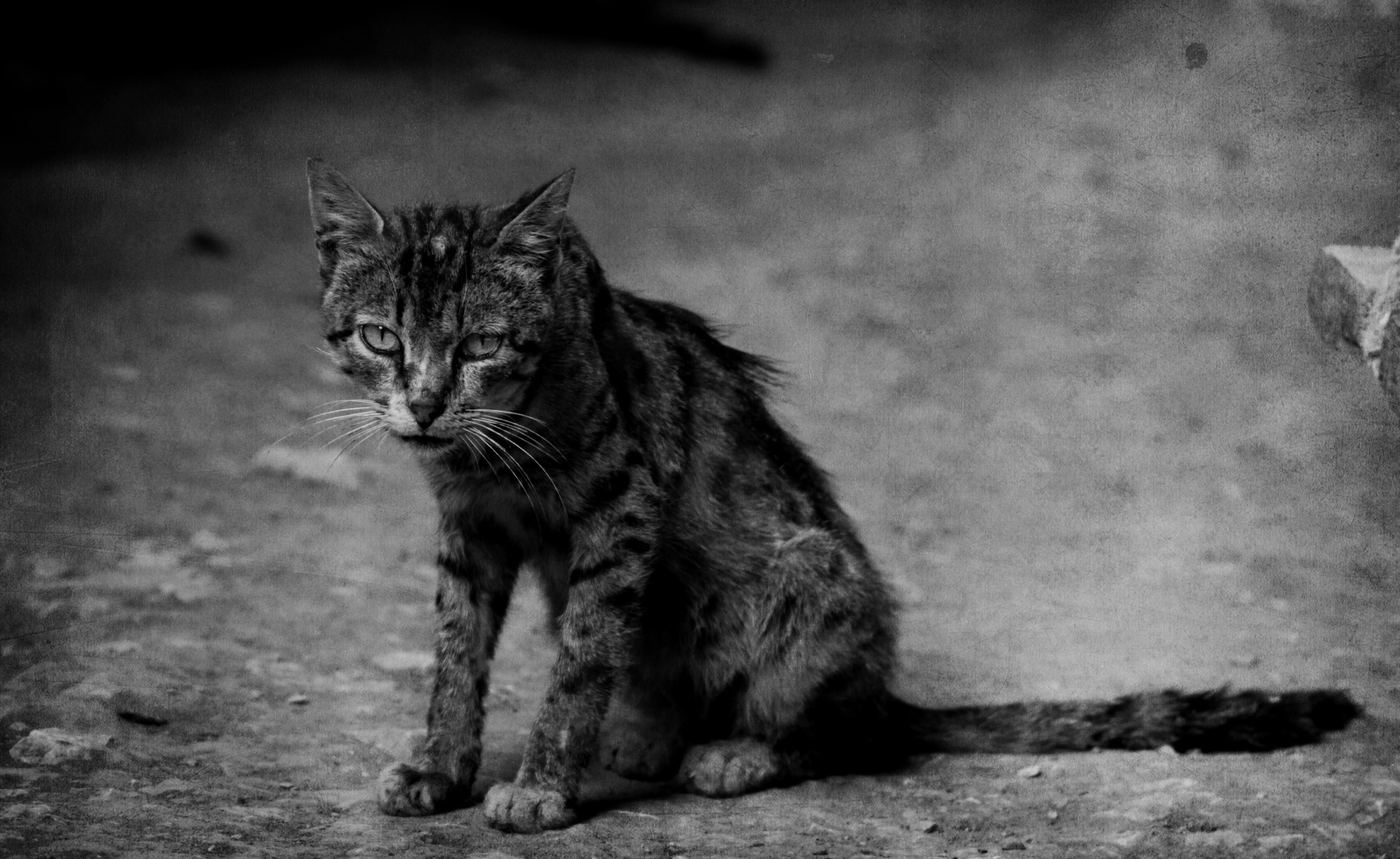 流浪猫黑白壁纸