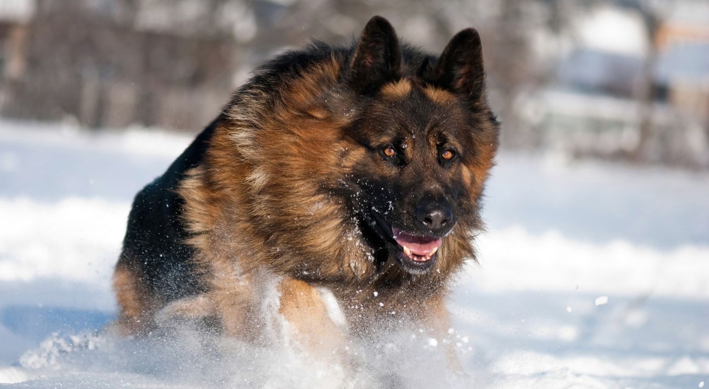 在雪地狂奔的德国牧羊犬