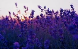 高清晰紫色薰衣草自然景色壁纸下载 手机移动版