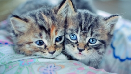 高清晰两只可爱的小猫