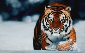 在雪地里奔跑的老虎