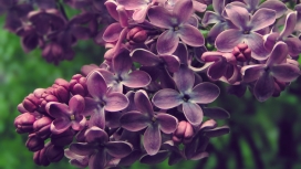 高清晰淡紫色的饱满花朵