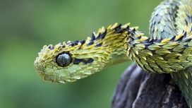 2013蛇年-高清晰漂亮菱角斑蛇