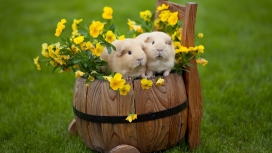 复活节兔子-与黄色蓝花在木桶里面的两只兔子