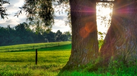 夏天早晨从树干透过的光线
