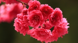 红色的春天花朵