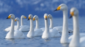 天鹅湖-一群天鹅在水嬉戏