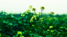 绿油油的冬油菜花