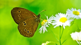 采花蜜的咖啡色蝴蝶