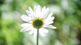 阳光下的白色菊花