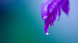 紫叶欲滴的水珠