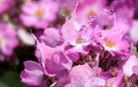 粉红花瓣飞溅