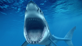 深蓝海里张颚嘴的大鲨鱼