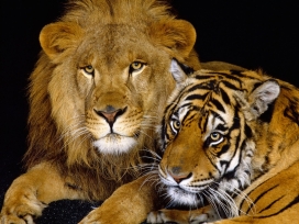 和你在一起-狮子和老虎