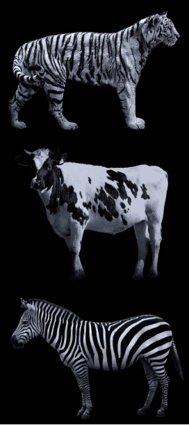 Animals动物黑白摄影