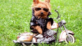 坐在绿草模型摩托车上戴墨镜穿衣服的宠物狗