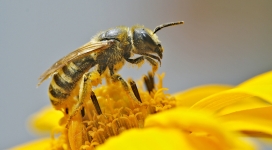 在花授粉的蜜蜂
