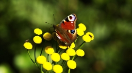 黄花上采花的红蝶