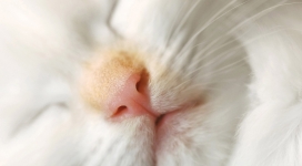 闭眼睡觉的白猫
