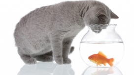 猫与玻璃钢的金鱼