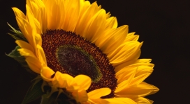 金黄的太阳花