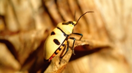 黄色犀牛甲虫