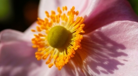 漂亮兰花花蕾壁纸