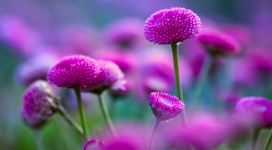 高清晰漂亮的紫红花朵壁纸