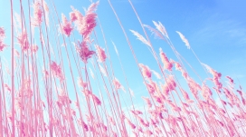 粉红色大气的沙滩草