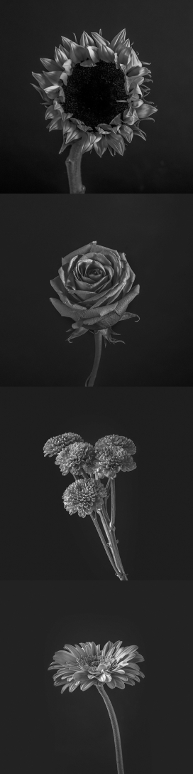 SOUR FLORA-花卉黑白插画作品