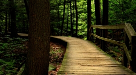 深林里面的木材桥梁小路