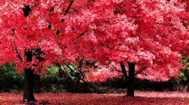 粉红色的红树林